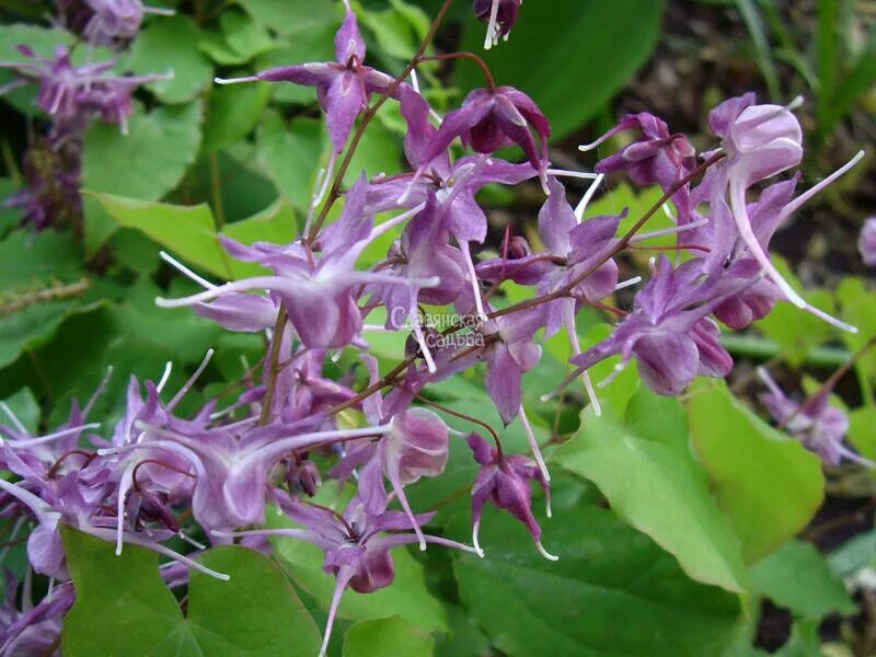 Горянка свойства. Горянка grandiflorum. Горянка крупнолистная. Эпимедиум горянка крупноцветковая. Горянка свойства.