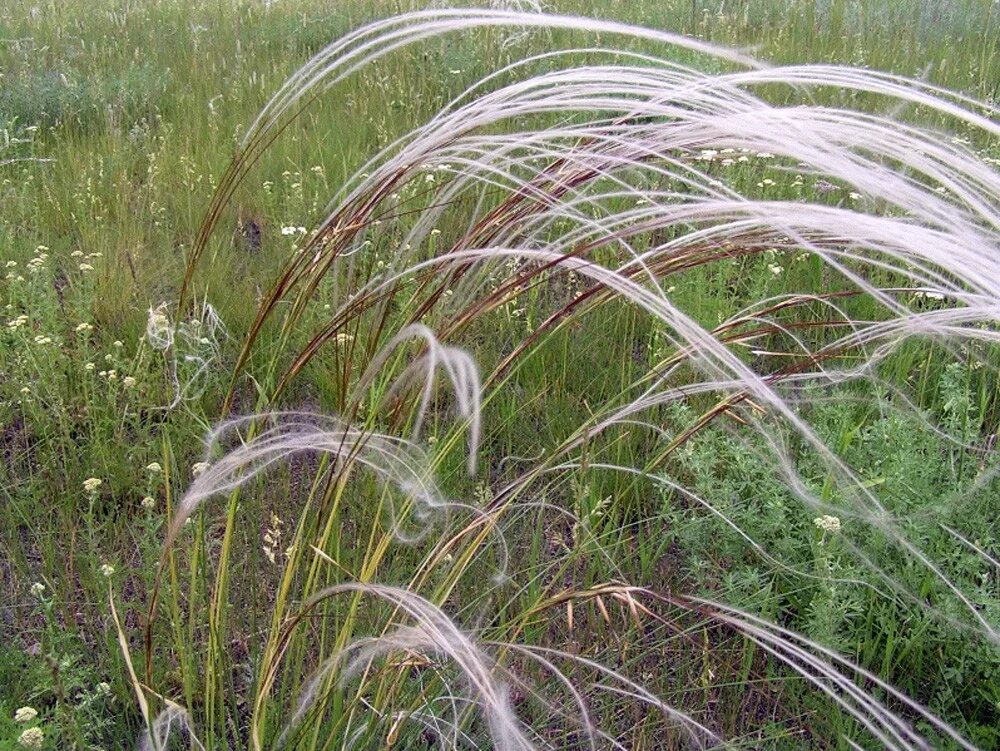 Ковыль перистый (stipa pennata l. Ковыль перистый (stipa pennata). Ковыль перистый красная книга. Ковыль перистый красная книга. Ковыль перистый описание.