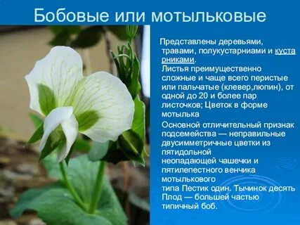 Класс мотыльковых бобовых