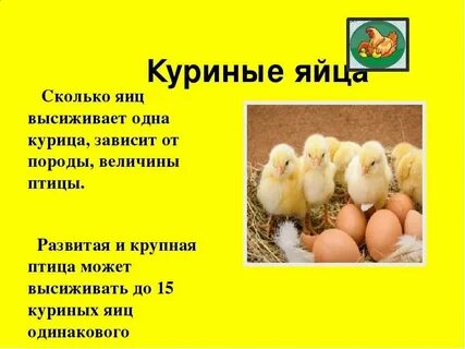 Сколько яиц можно подложить под курицу наседку