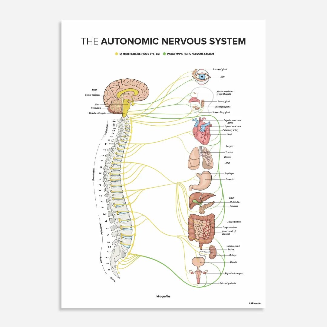 Вегетативная нервная система плакат. Вегетативная нервная система человека. Вегетативная нервная система схема. Нервы позвоночника. Медитация вегетативной системы