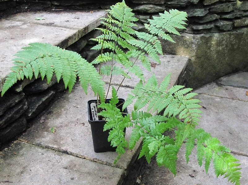 Папоротник выращивание. Папоротник выращивание. Страусник чернокоренный. Папоротник садовый страусник. Папоротник страусник кочедыжник.