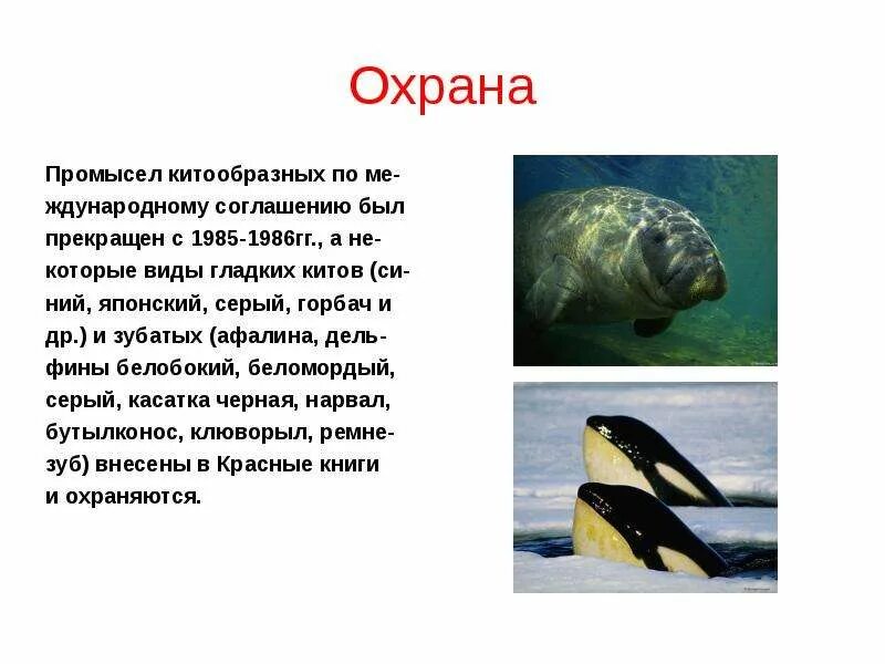 Китообразные значение в природе и жизни человека. Отряд китообразные 7 класс биология. презентация про отряд китообразных. китообразные млекопитающие презентация. охрана китообразных.