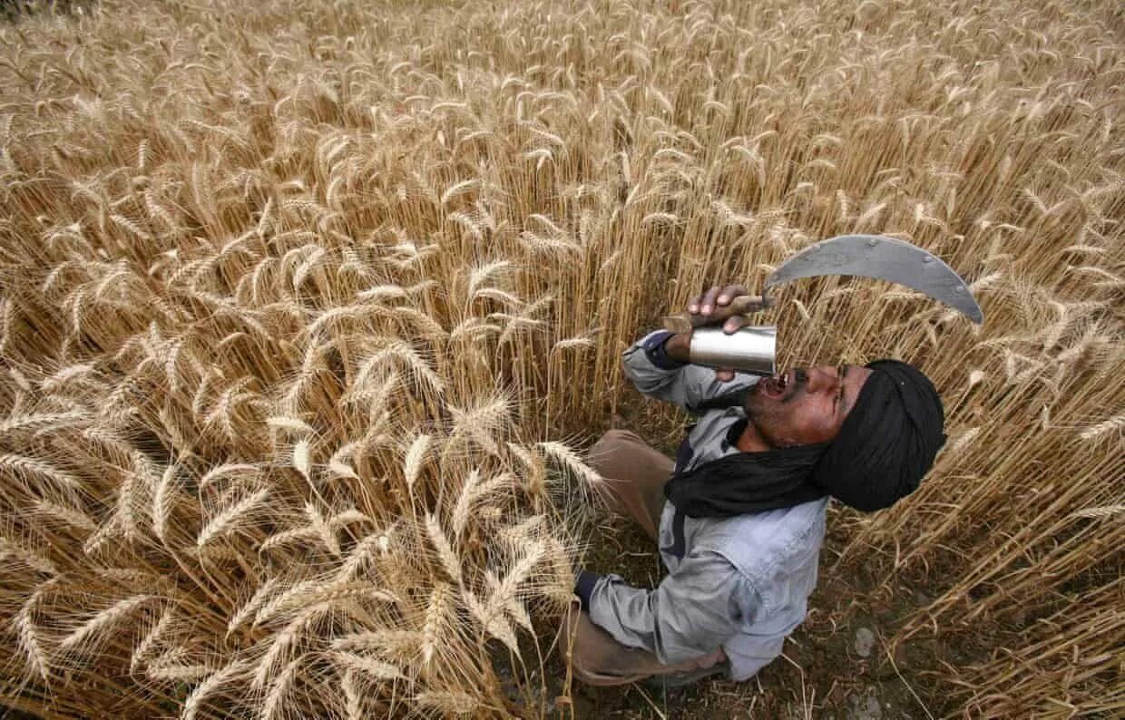 In northern india they harvest their wheat. Сбор урожая в поле. Жатва пшеницы. Сбор урожая серпом. Пшеничное поле человек.