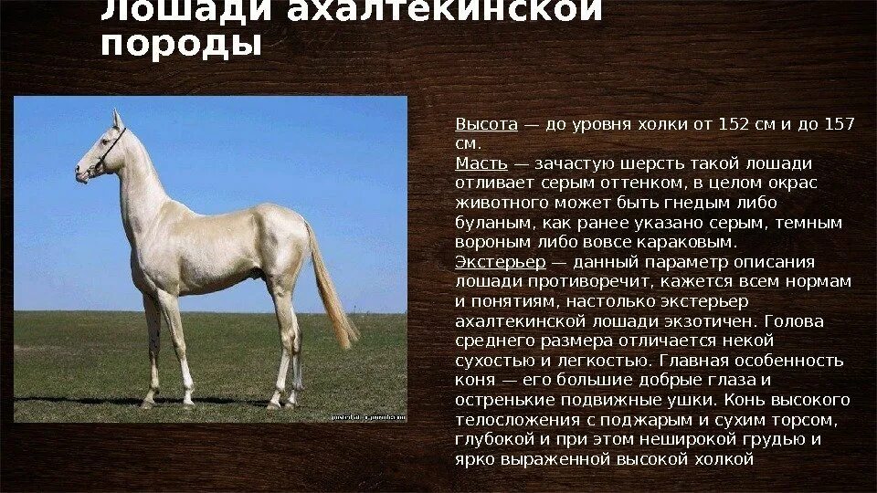 Ахалтекинская порода лошадей характеристика. Породы лошадей характеристика. Породы лошадей презентация. Лошадь для презентации.