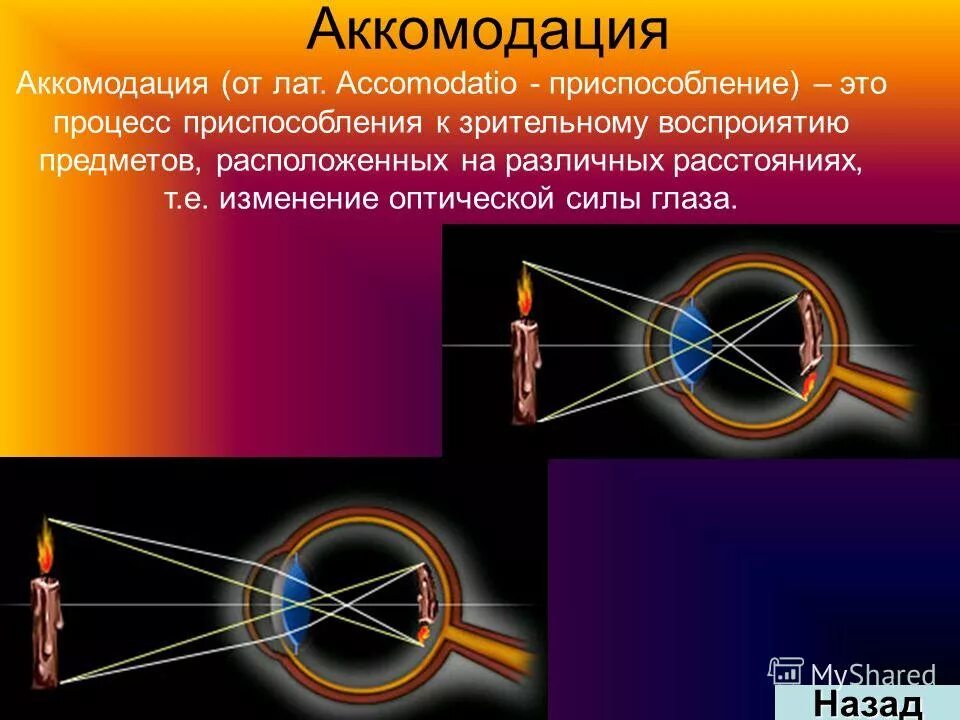 Аккомодация сетчатки