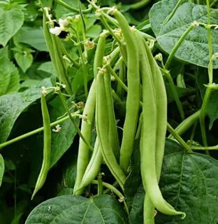 Bean plant