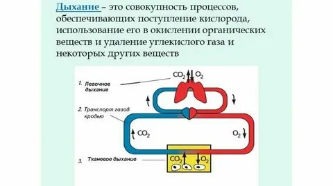 Правильная последовательность прохождения порции кислорода