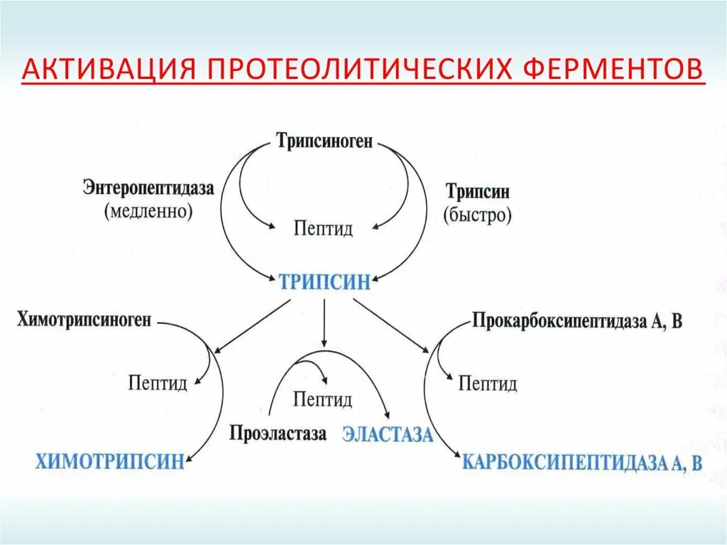 Активация ферментов поджелудочной железы. Схема активация панкреатических ферментов. Схема активации ферментов поджелудочной железы. Механизм активации протеолитических ферментов поджелудочной железы.