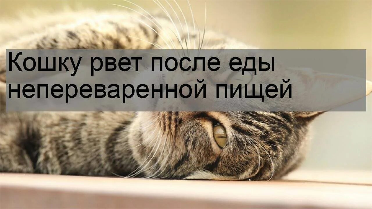 Кошку рвёт после еды непереваренной пищей. Кошку тошнит после еды. Котенка стошнило непереваренной едой. Почему кошка рвет едой