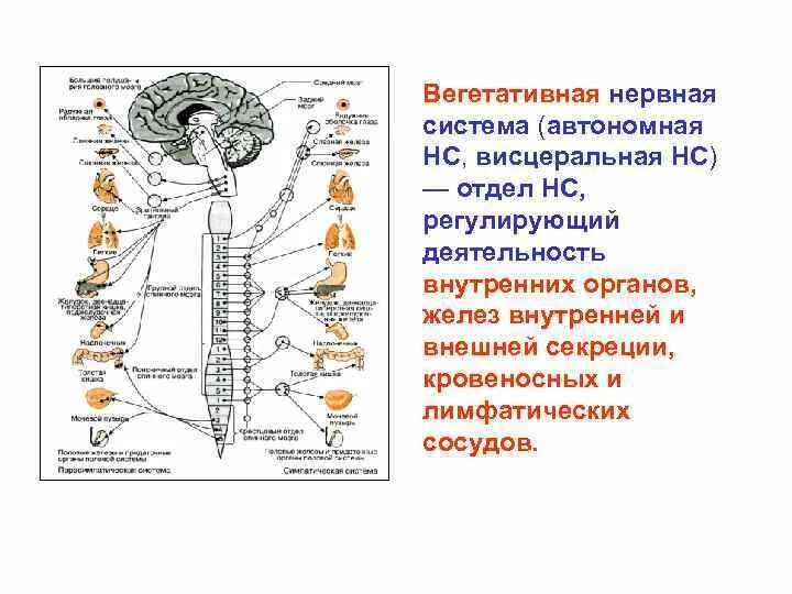 Как нервная система регулирует работу органов биология. Вегетативная система регулирует деятельность. Секреция желез симпатический отдел и парасимпатический отдел. Вегетативная нервная система человека регулирует деятельность:. Строение симпатической нервной системы.