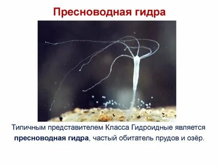Пресноводную гидру относят к типу