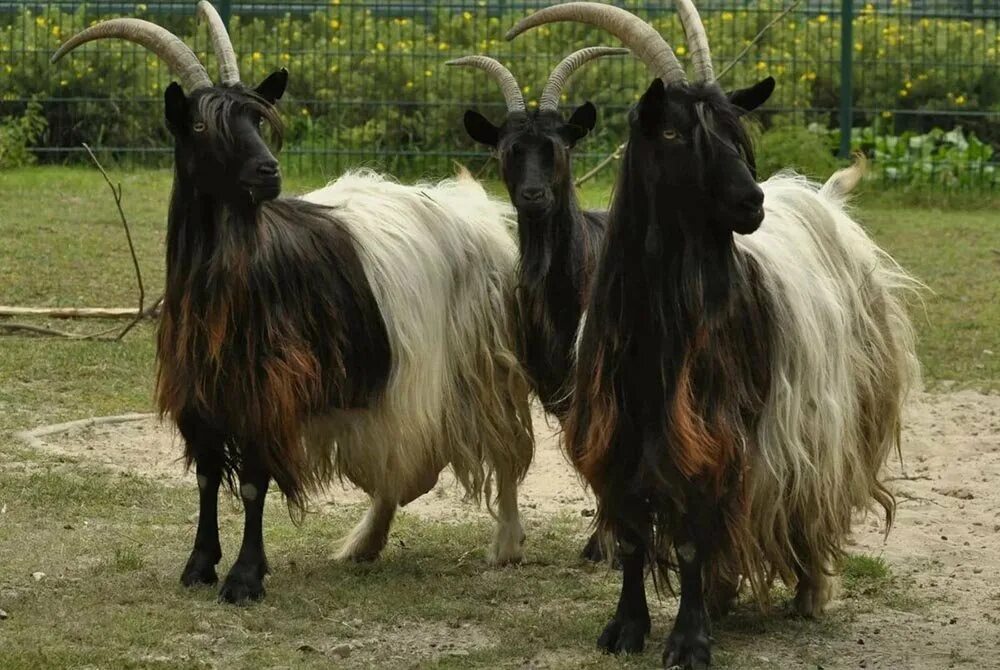 Ангорская порода коз. Породы коз с фото. Красивые породы коз. Порода коз шанси. Породы коз.