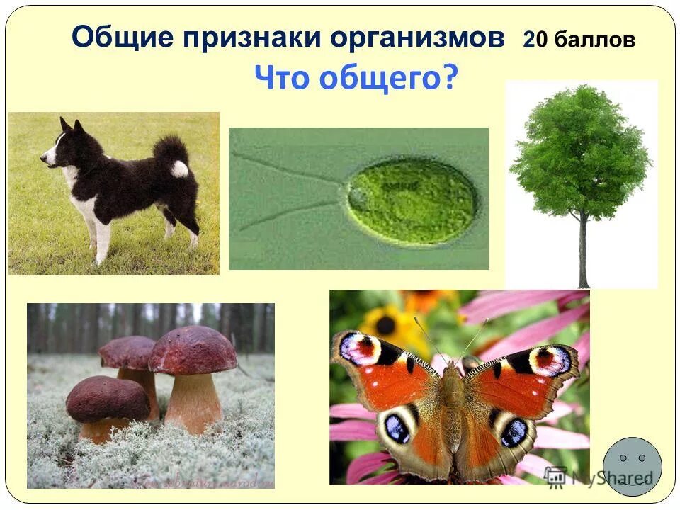 Назвать общие признаки животных. Общие признаки организмов. организмы животные признаки признаки организмов. общие признаки всех организмов всех. признаки общие для большинства организмов.