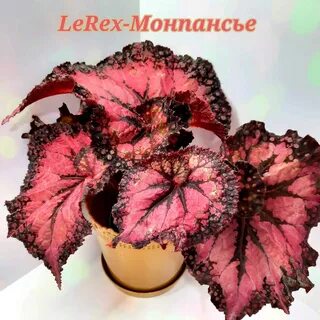 Бегония lerex