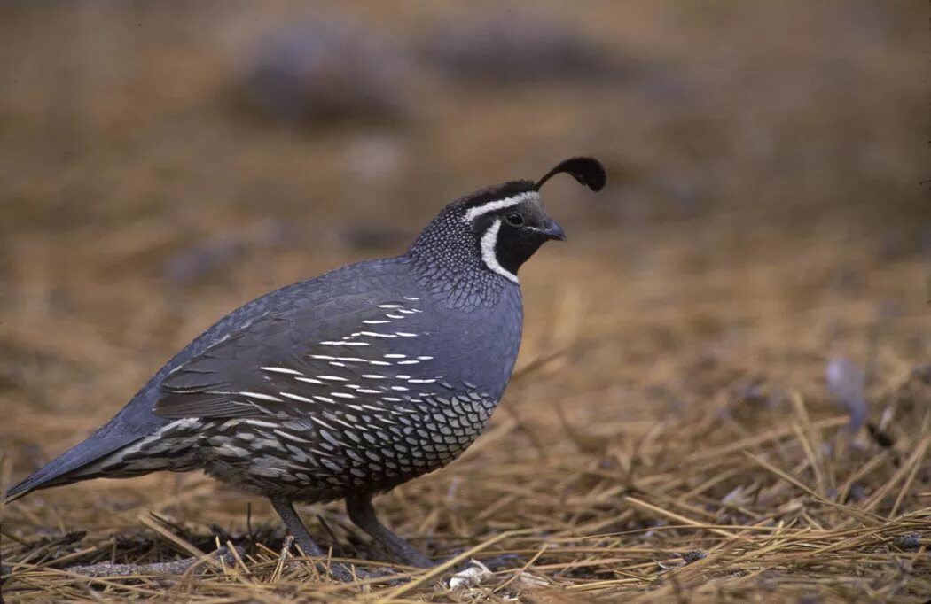 Стая перепелок. Перепела. Quails farm. Перепела японской породы. Coturnix coturnix.