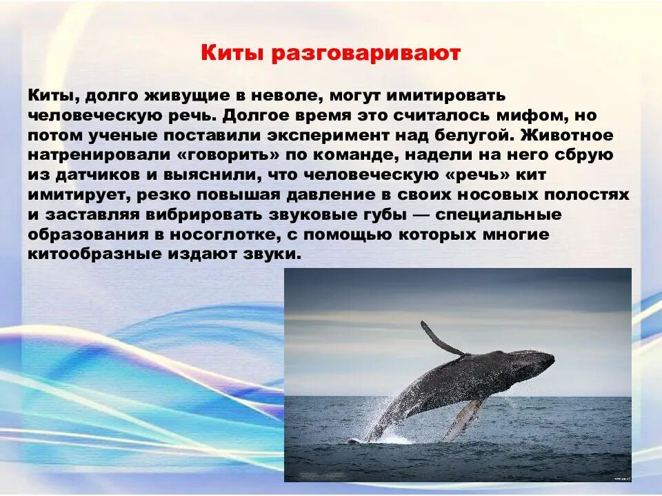 Какое морское животное способно имитировать человеческую