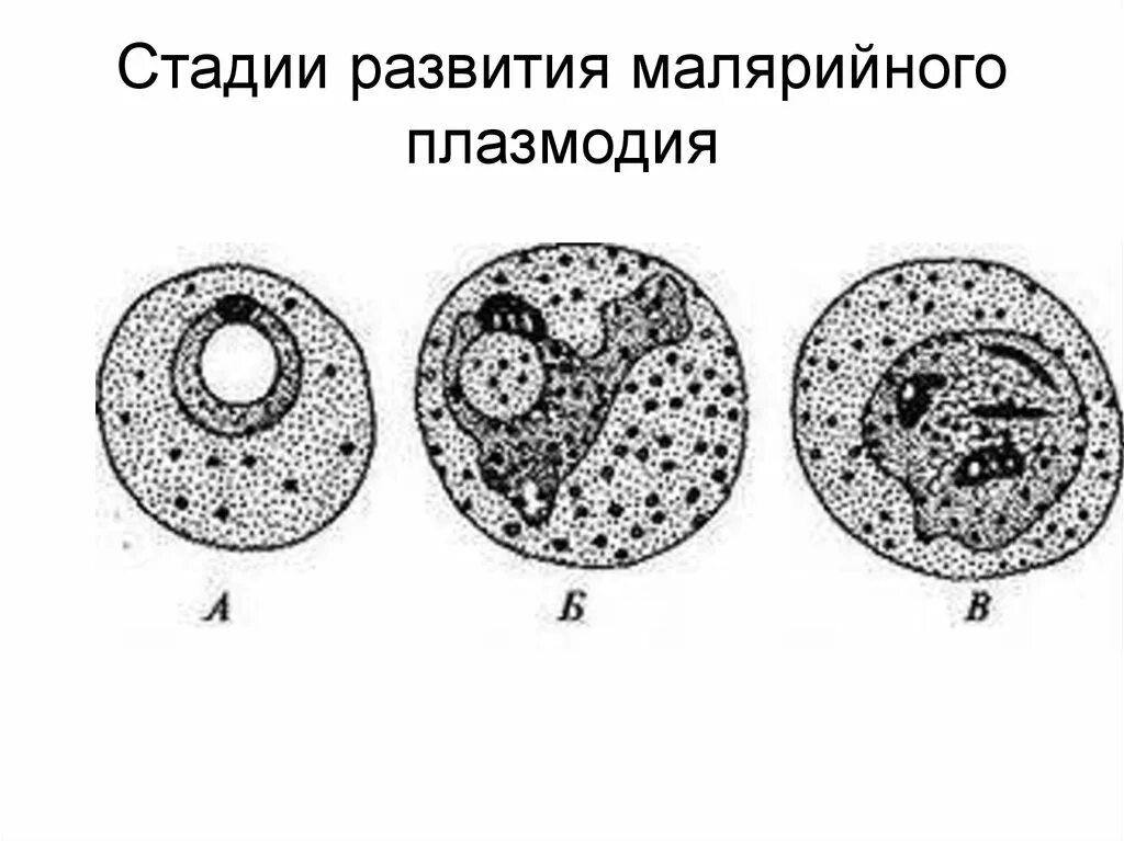 Шизонт малярийного плазмодия строение. Стадии развития малярийного плазмодия. Малярийный плазмодий строение стадии. Стадия фрагментации шизонта малярийного плазмодия. Шизонт это