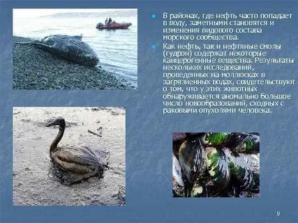 Самая высокая степень загрязнения нефтепродуктами приходится на
