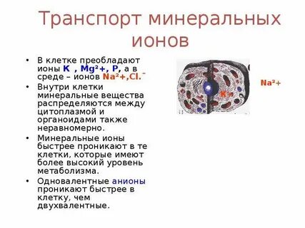 Ионы клетки