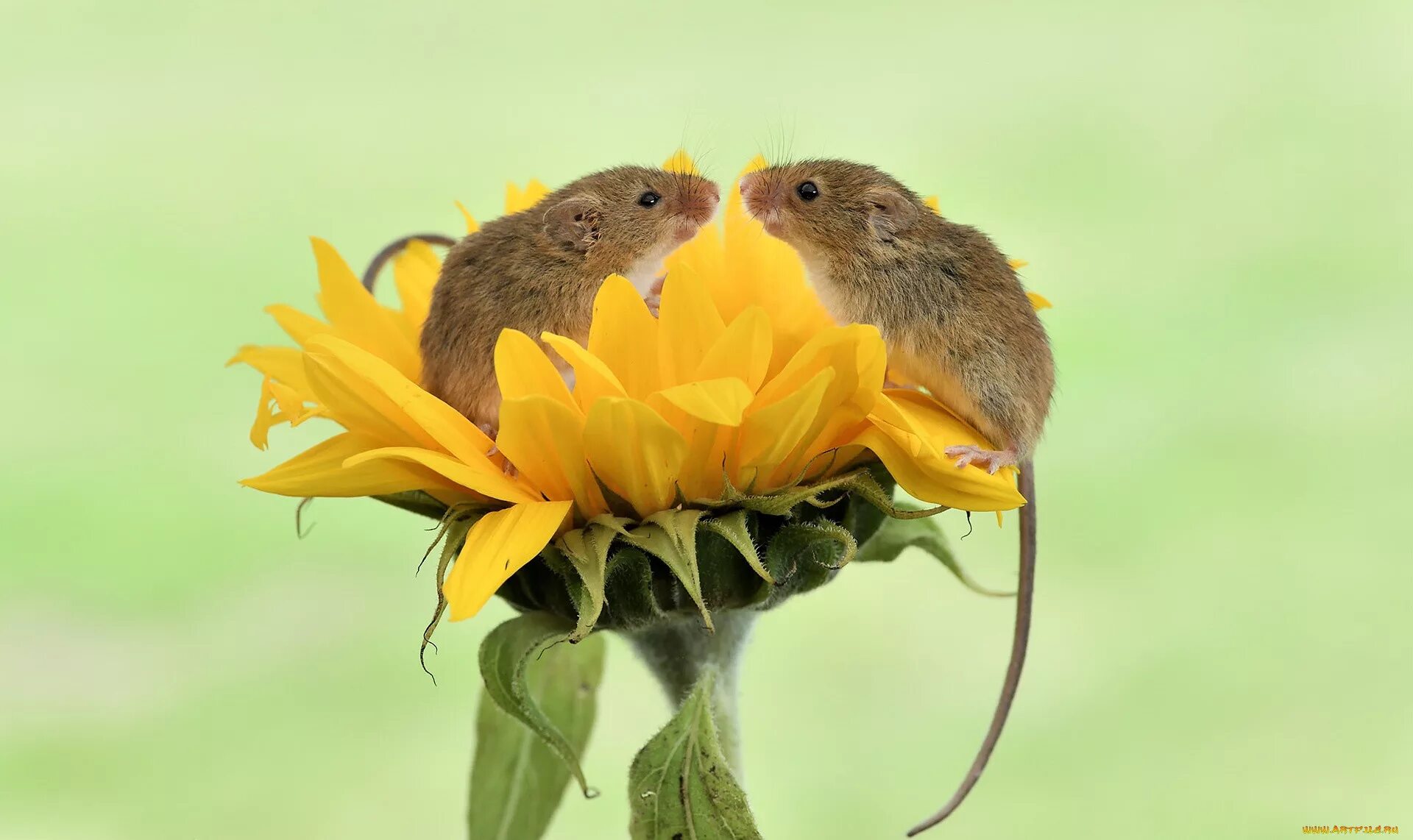 Мыши весной. Мышка полевка в цветке. Мышь Малютка. Мышь Малютка в цветке. Московский зоопарк мыши-малютки.
