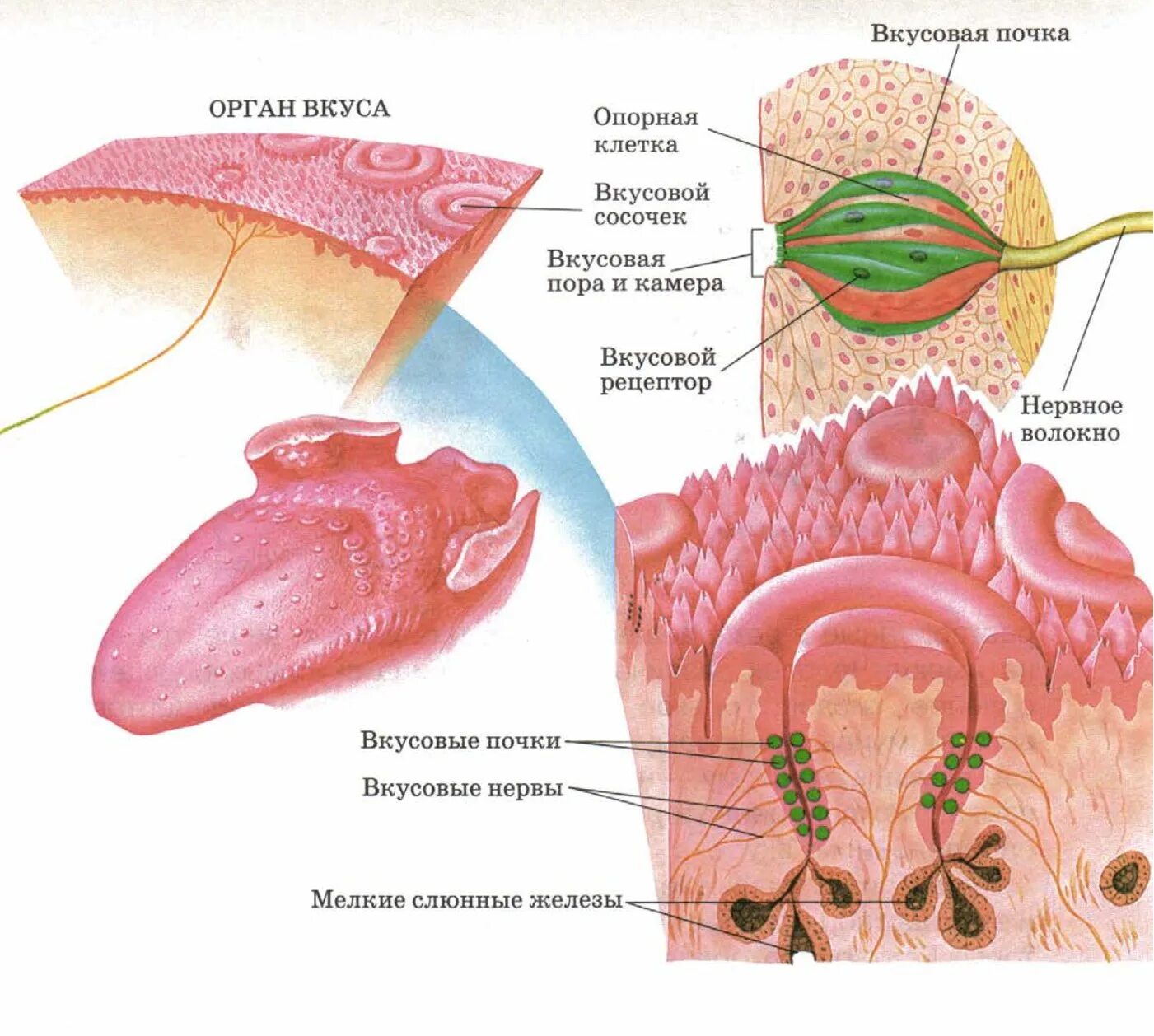 Орган вкуса анатомия строение. Орган вкуса строение вкусового сосочка. Строение языка рецепторы вкуса. Вкусовые сосочки 8 класс биология.
