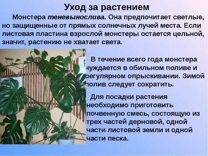 Комнатные цветы вреде
