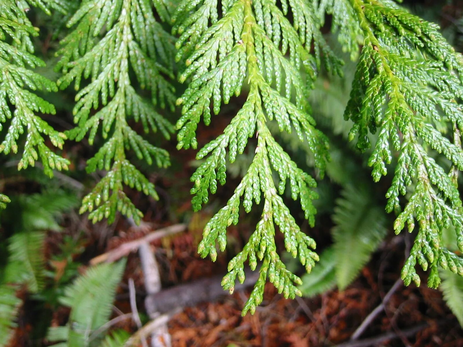 Туя гигантская складчатая. Туя складчатая шишки. Туя складчатая (Thuja plicata). Туя западная это хвойное