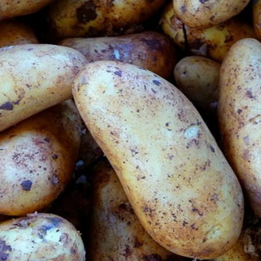 Вкусные сорта картофеля урожайные какие. Среднепоздние сорта картофеля для средней полосы. Картофель сорт Гала элита. Сорт картофеля здабытак.
