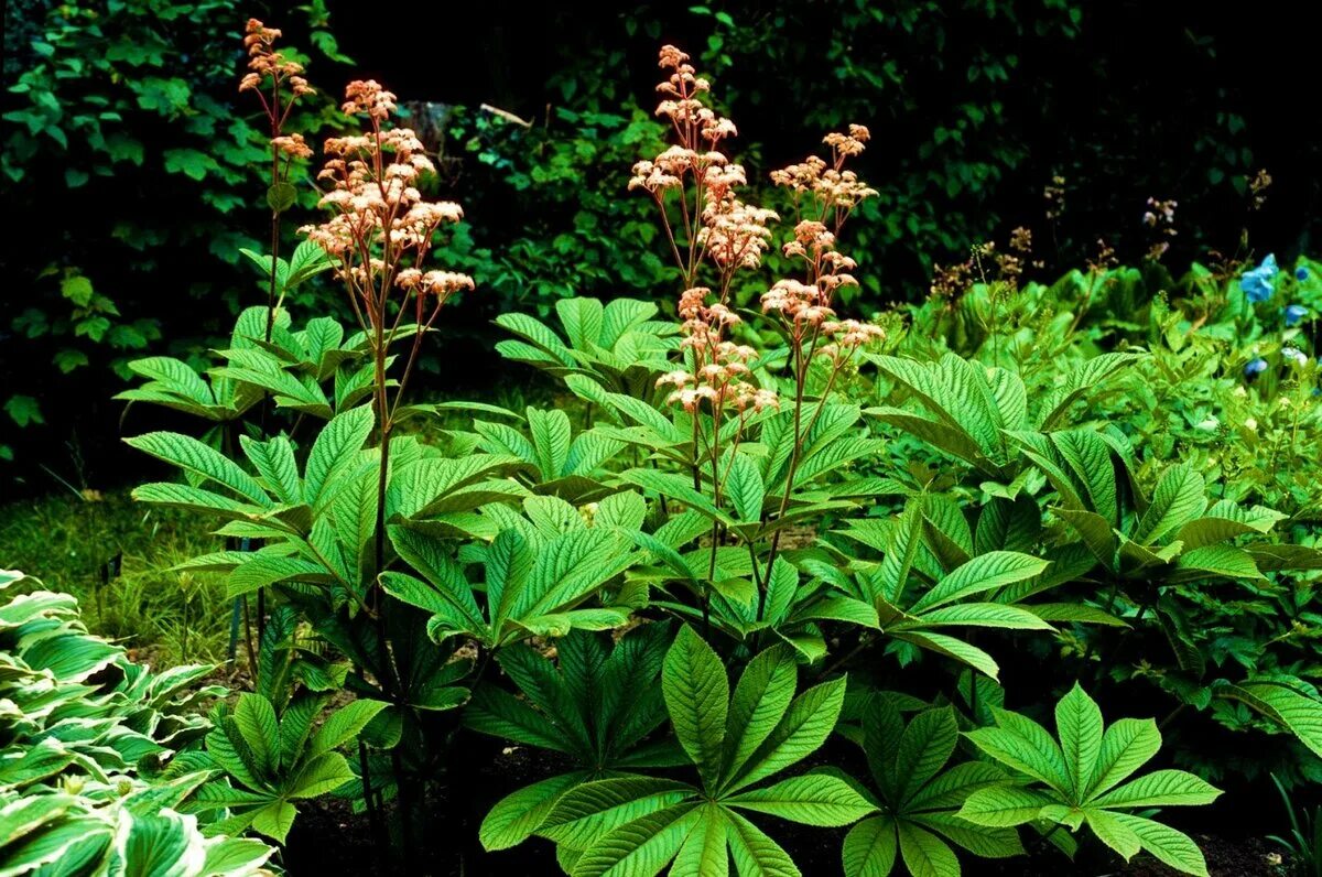 Роджерсия. Кустарник роджерсия фото. Роджерсия перистая 'elegans'. Роджерсия перистая. Кустарник роджерсия фото.