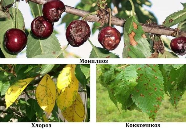 Коричневые листья на вишне: найдено 85 изображений