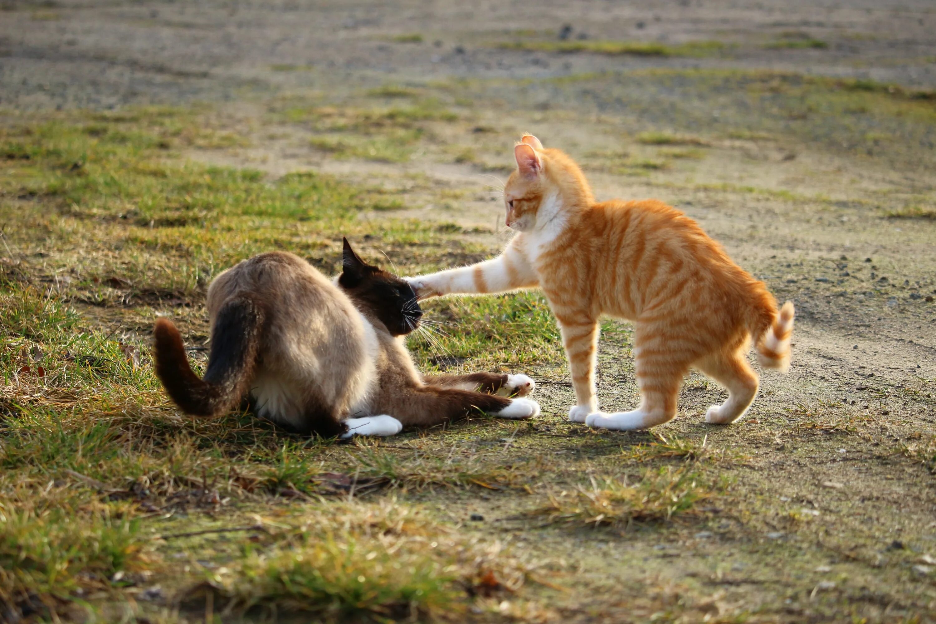2 котенка играть