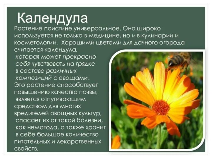 Календула лекарственная применение и противопоказания. Календула лекарственная применение и противопоказания