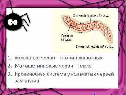 Система малощетинковых червей