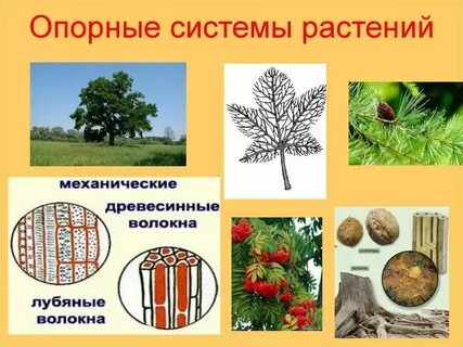 Система растений биология 7 класс