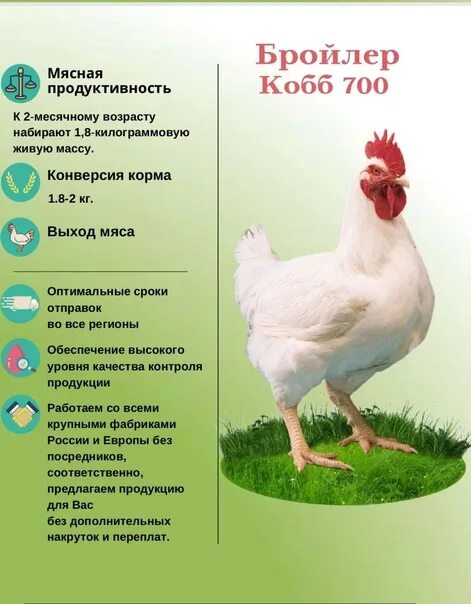 Бройлеры рб. Белорусские бройлеры. несушка тетра беларусь.