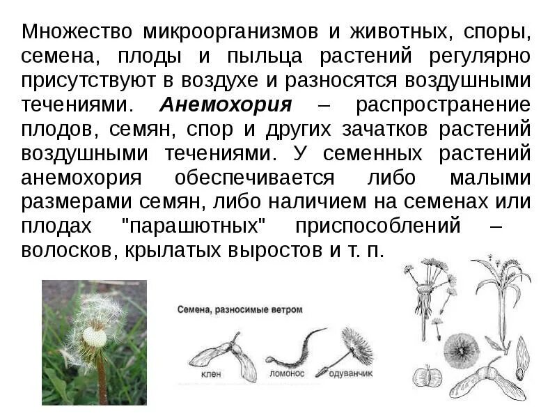 Распространение семян ветром и животными. Распространение плодов анемохория. Плоды анемохорных растений. Способ распространения одуванчика. Анемохорные растения примеры.