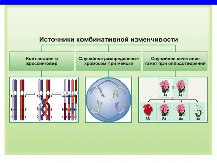 Обусловлена случайным сочетанием хромосом во время оплодотворения