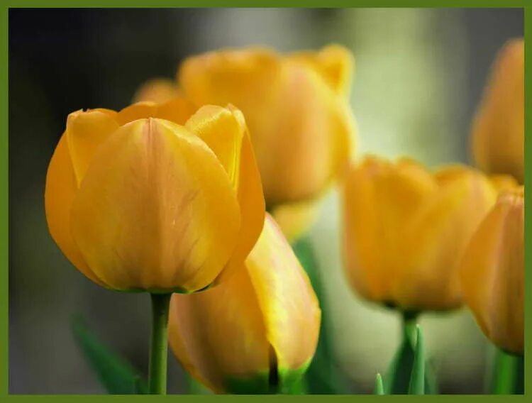 поле желтых тюльпанов. желтые тюльпаны что означают. желтые тюльпаны. желтые тюльпаны фото. букет желтых тюльпанов.