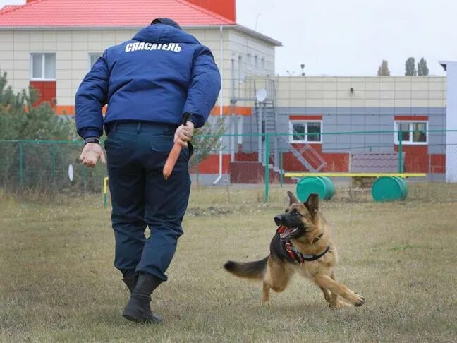 Что нужно чтобы стать кинологом
