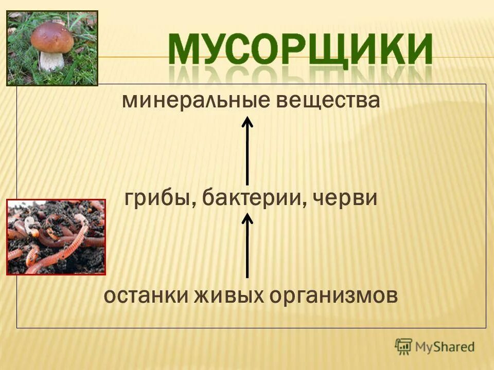 Бактерии грибы в круговороте веществ выполняют роль. Минеральные вещества в грибах. Грибы обмен веществ. Обмен веществ у грибов. Участвуют в круговороте веществ грибы или бактерии.