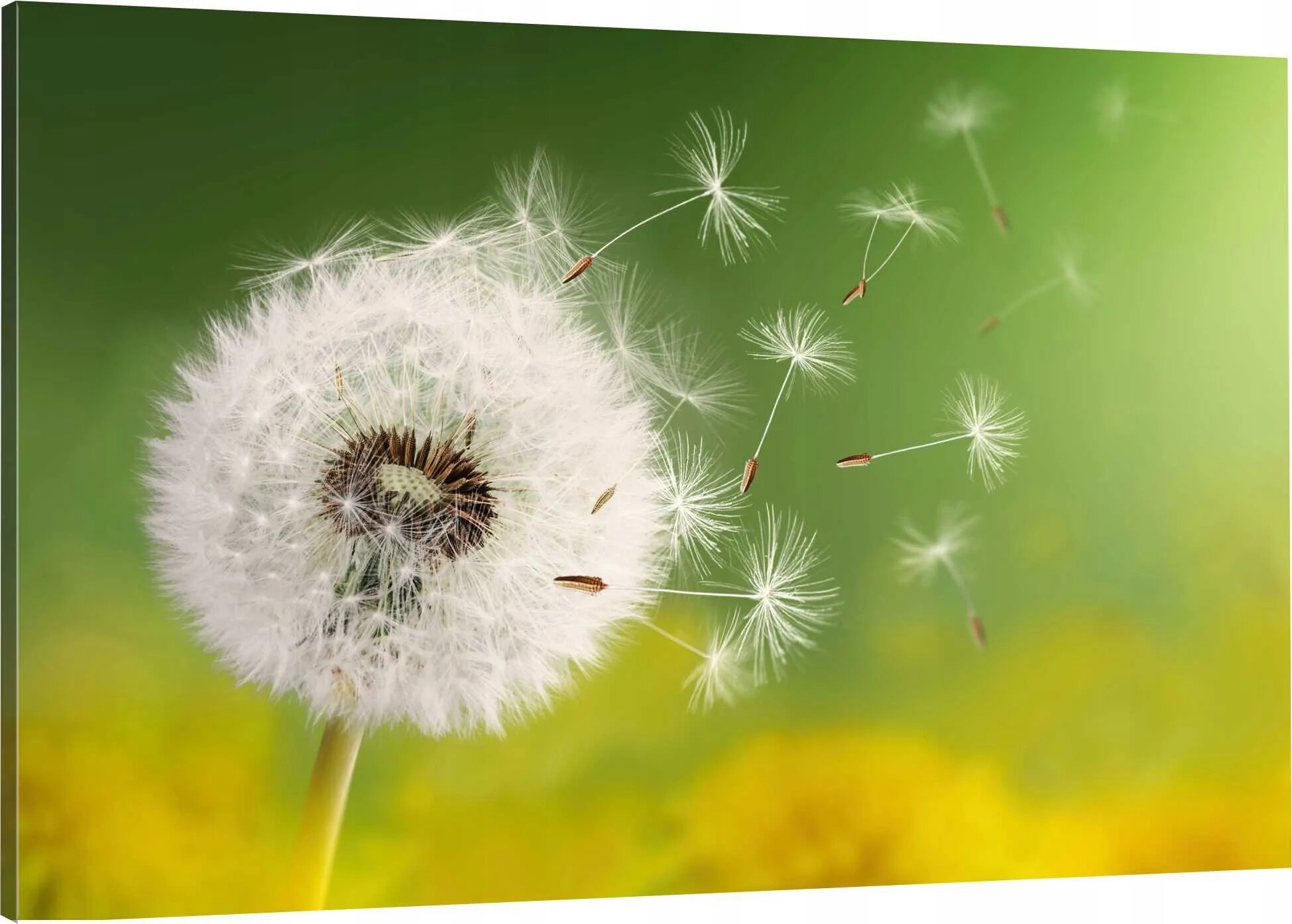 Пушинки одуванчика. Одуванчик разлетается. Одуванчик на ветру. Одуванчик разлетается. Семена одуванчика разлетаются.