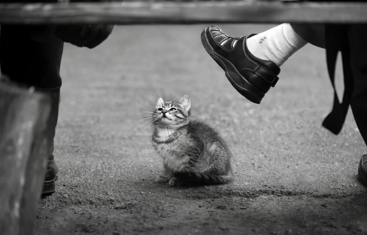 Над жалкий. Котенок под ногами. Бездомный кот. Грустный Бездомный котенок. Жалобный котенок на улице.
