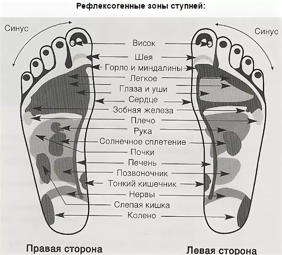 Точки на подошве ног. Рефлекторные зоны стопы схема. Активные точки на стопах ног. Схема рефлекторных точек стопы. Рефлекторные точки стопы ног.