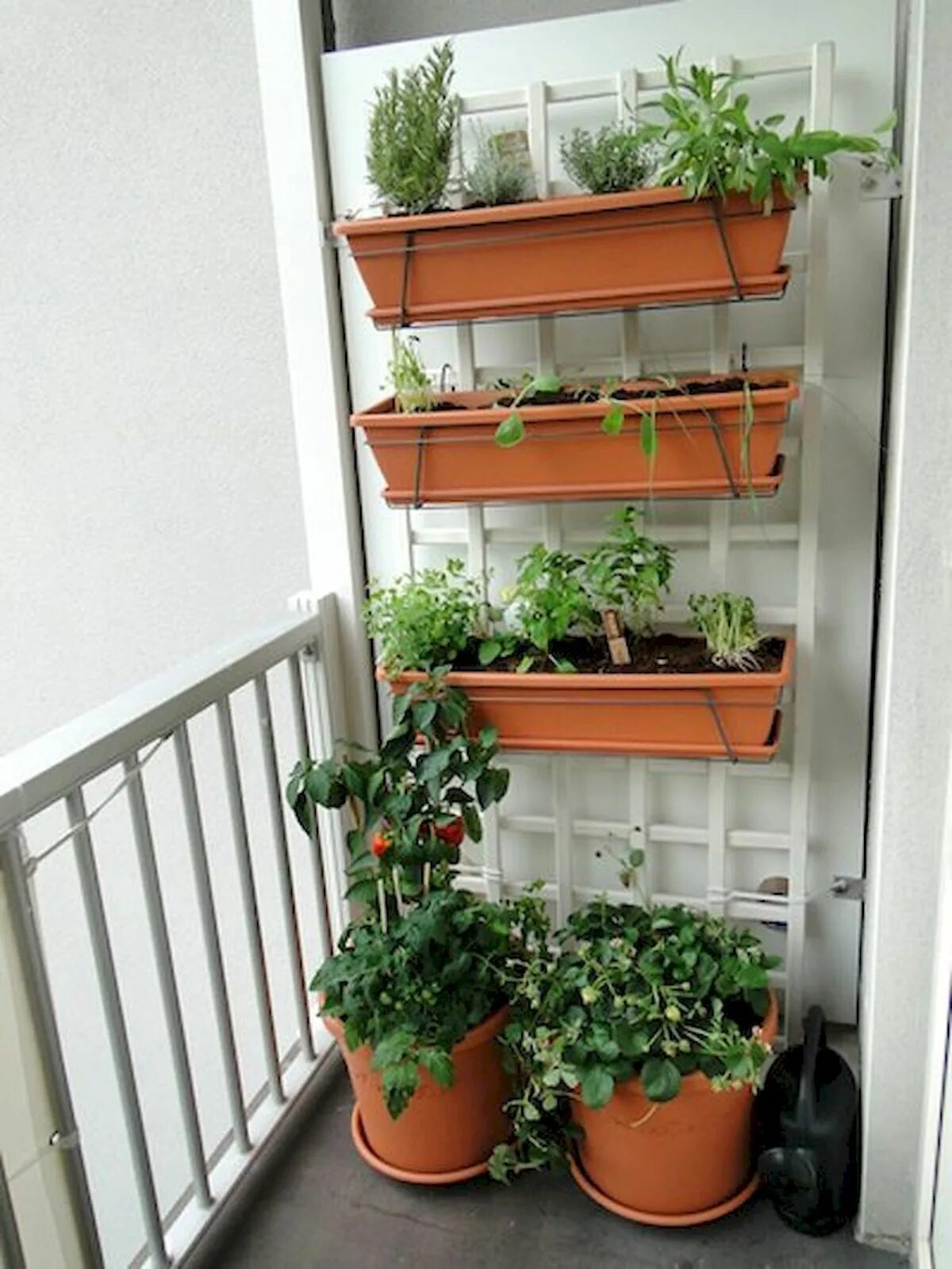 Мини огородик на балконе. Стеллаж для цветов на балкон. Зелень на балконе. Огород на маленьком балконе.