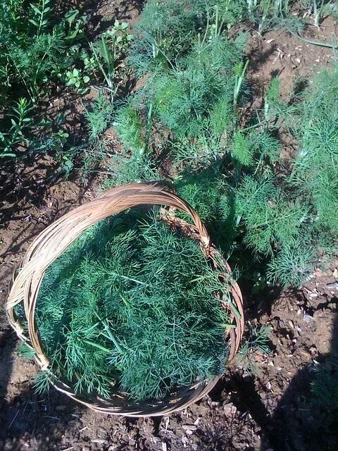 Сажают ли зелень под зиму. Посев укропа. укроп на даче. посадка укропа. укроп под зиму.
