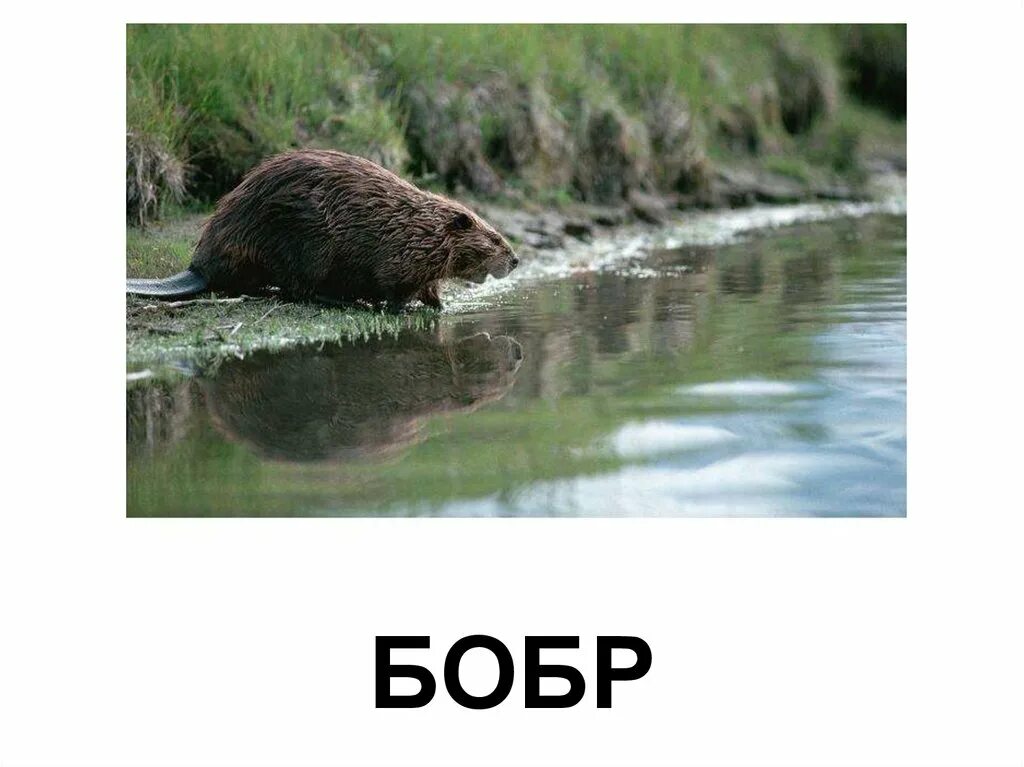 Звери расскажи что моря не