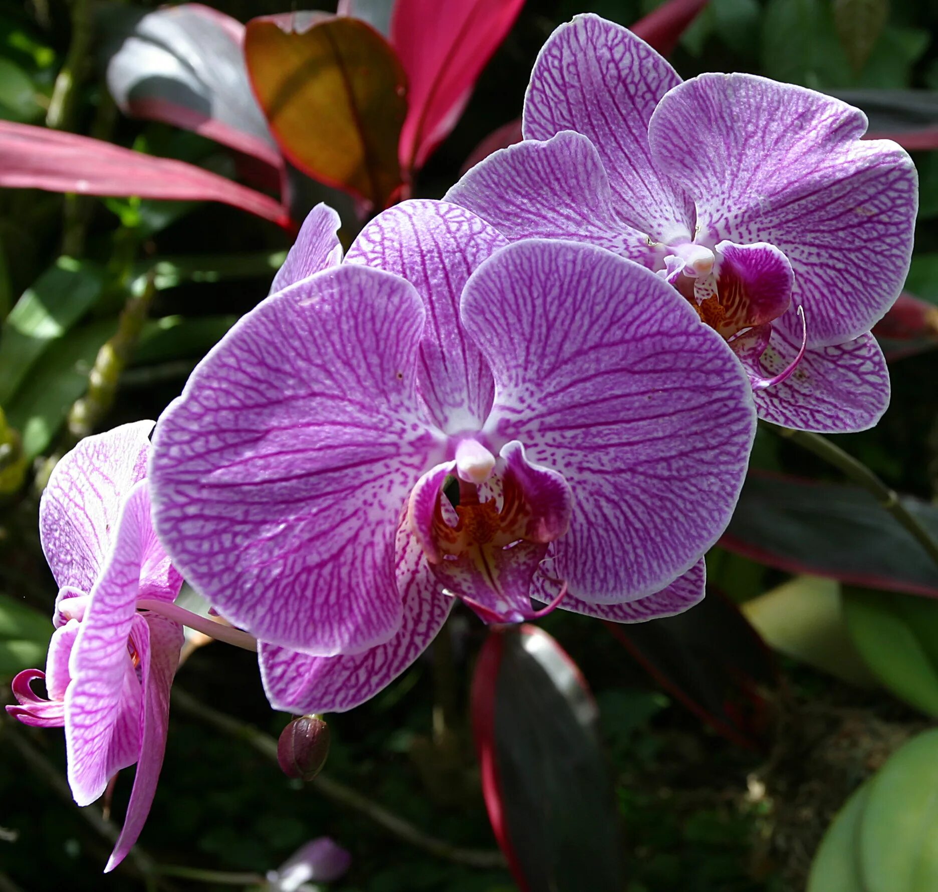 Фотоклуб "ZOOOM" Галерея Флора - Фото: "орхидеи.