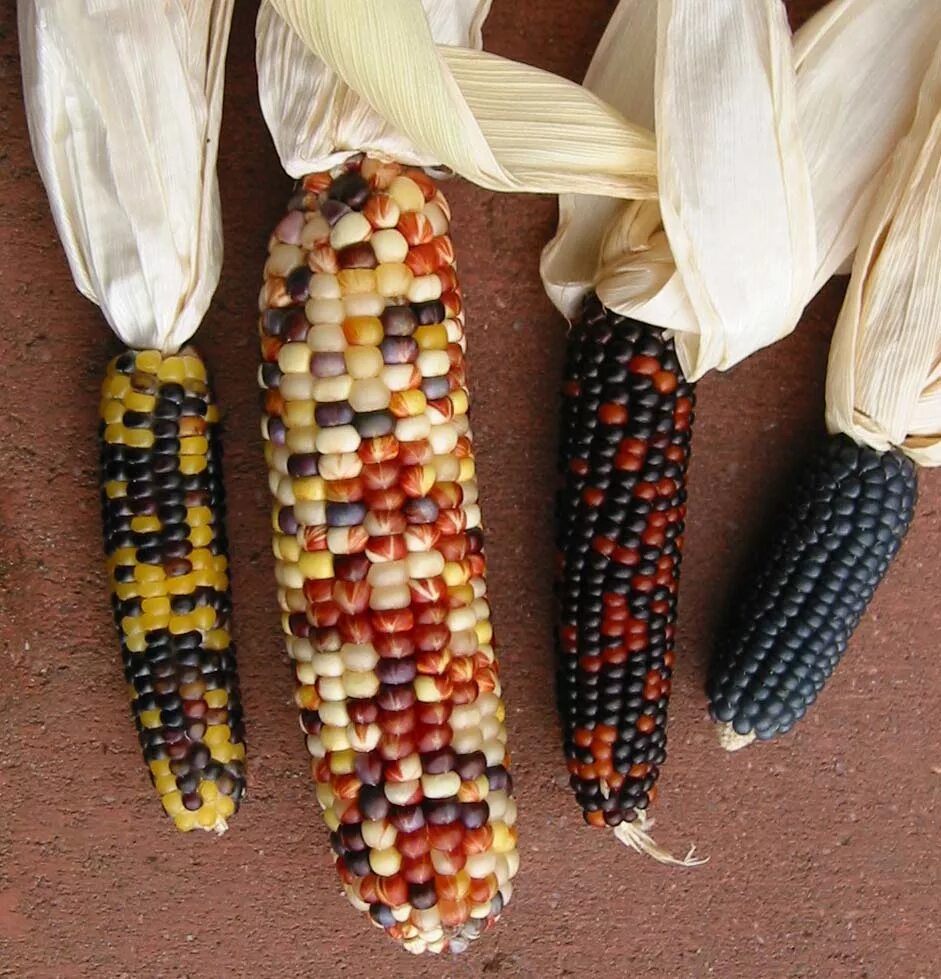 Как посеять кукурузу. Кукуруза Хопи. Кукуруза декоративная Земляничная семена. Початки кукурузы семена. Кукуруза декоративная САМОЦВЕТ.