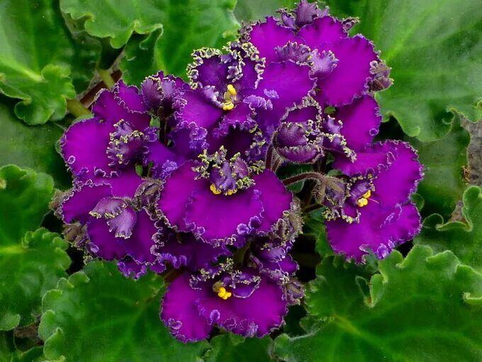 Optimara everjoy фиалка. Оптимара эвер джой. Фиалка оптимара ever joy. Ever joy. Optimara evergrace фиалка.